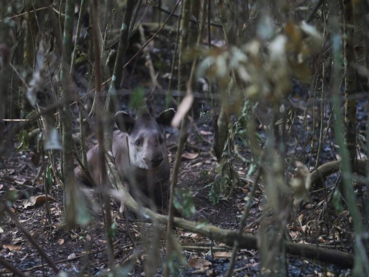 Anta ferida é resgatada em meio a queimadas no Parque Nacional de Brasília