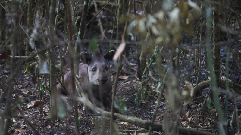 Anta ferida é resgatada em meio a queimadas no Parque Nacional de Brasília