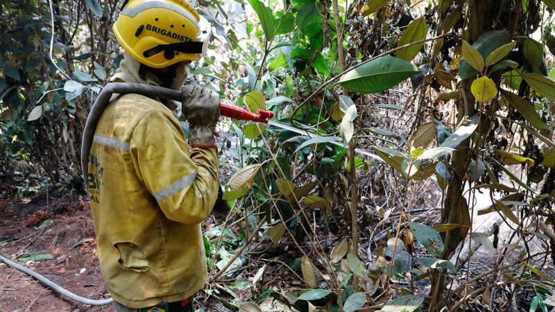 Parque Nacional: com fogo controlado, agentes trabalham para resfriar solo; dois animais são resgatados