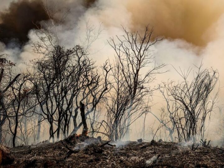 Leila quer aumentar punição contra incêndios propositais