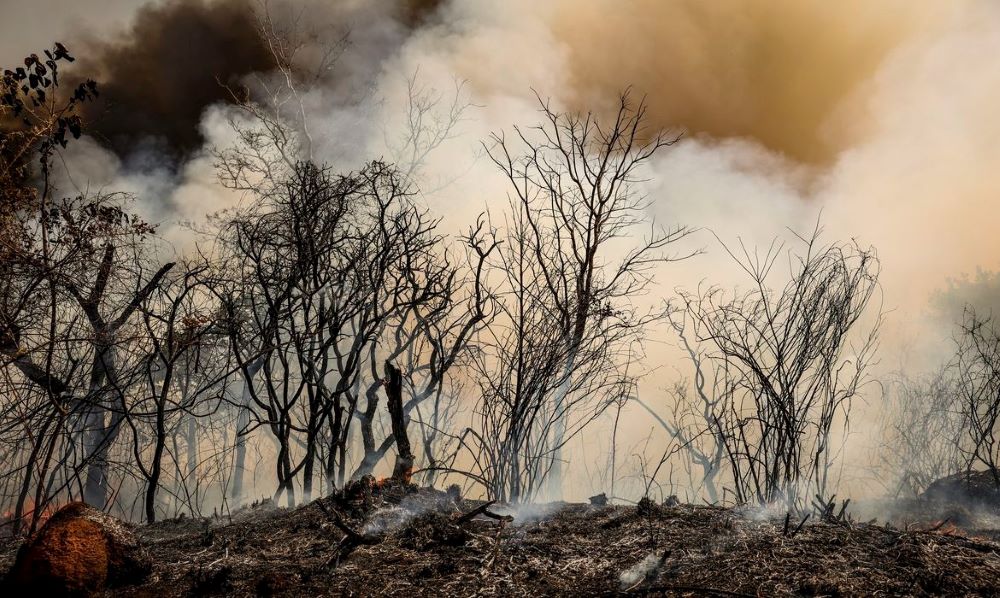 Leila quer aumentar punição contra incêndios propositais