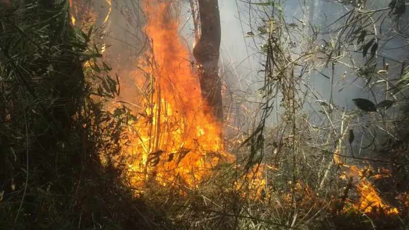 Justiça mantém prisão de autuado por causar incêndio no Parque Burle Marx